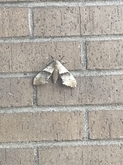 Pachysphinx occidentalis