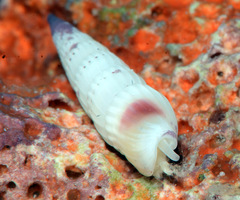 Hastula celidonota
