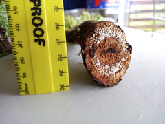 Arctopus monacanthus