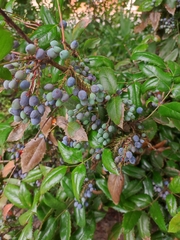 Berberis wilcoxii
