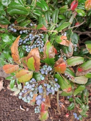 Berberis wilcoxii