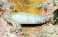 Hastula celidonota