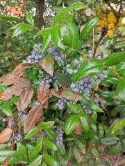 Berberis wilcoxii