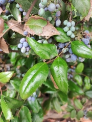 Berberis wilcoxii