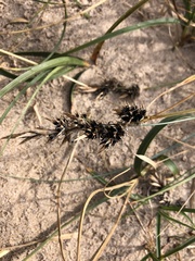Carex arenaria