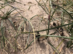 Carex arenaria
