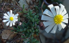 Crassothonna capensis