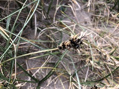 Carex arenaria
