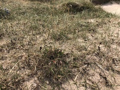 Carex arenaria