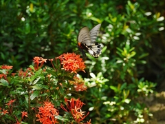 Papilio memnon heronus