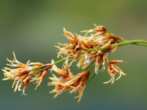 Cladium mariscus ssp. mariscus