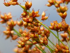 Cladium mariscus mariscus