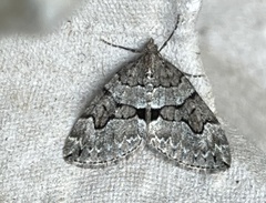 Thera contractata