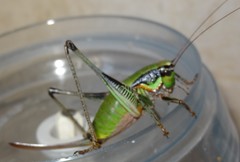 Eupholidoptera megastyla