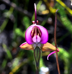 Disperis capensis