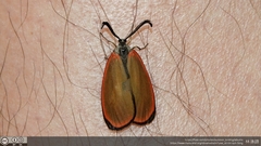 Rhodopsona marginata