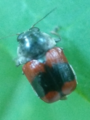 Griburius albilabris