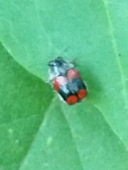 Griburius albilabris