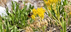 Petradoria pumila