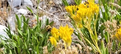 Petradoria pumila
