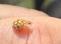 Sospita vigintiguttata