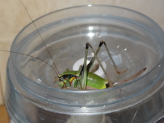 Eupholidoptera megastyla