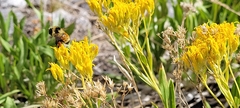Petradoria pumila