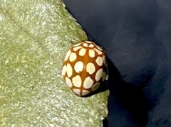 Sospita vigintiguttata