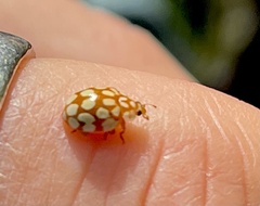 Sospita vigintiguttata