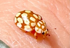 Sospita vigintiguttata