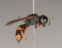 Williamsita smithiensis