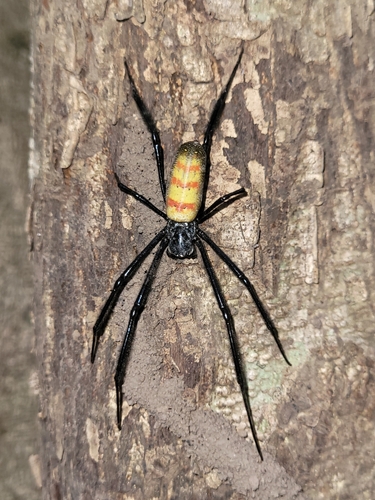 Western Blackleg Orbweaver photographed in Côte d’Ivoire