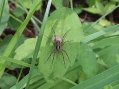 Pardosa astrigera