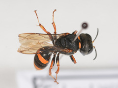 Williamsita smithiensis