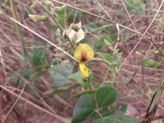 Rhynchosia stipitata