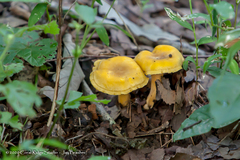 Cantharellus appalachiensis