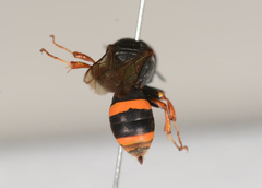Williamsita smithiensis