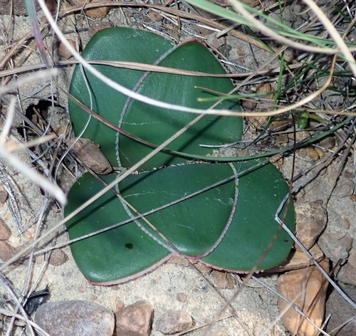 Brunsvigia elandsmontana