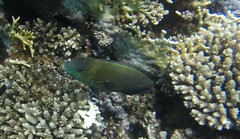 Calotomus viridescens