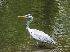 Ardea cinerea