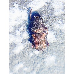 Sitophilus zeamais
