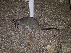 Trichosurus vulpecula arnhemensis