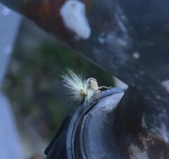 Animalia