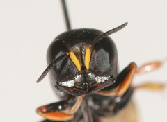 Williamsita smithiensis