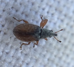 Malvapion malvae
