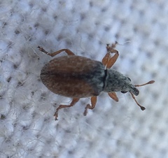 Malvapion malvae