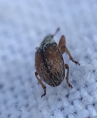 Malvapion malvae