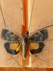 Cryptocala chardinyi