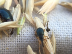 Pseudapion rufirostre