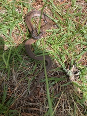 Storeria storerioides